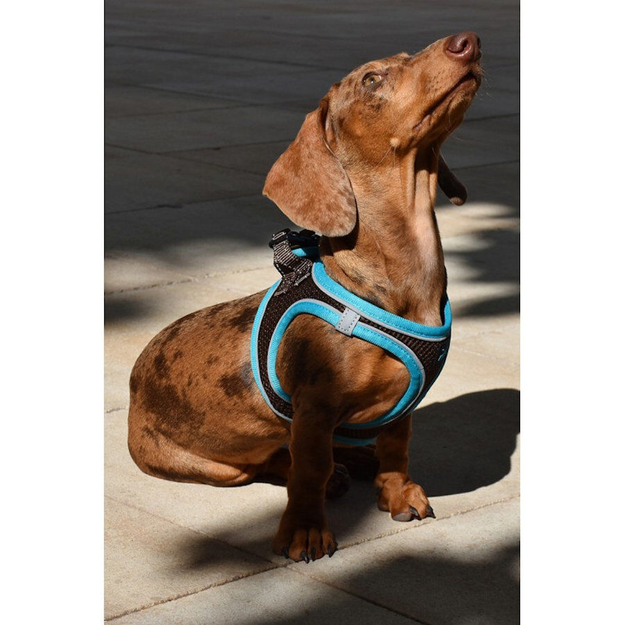 Nayeco X-TRM Neo Marr&oacute;n arn&eacute;s para perros, , large Imagen numero 2